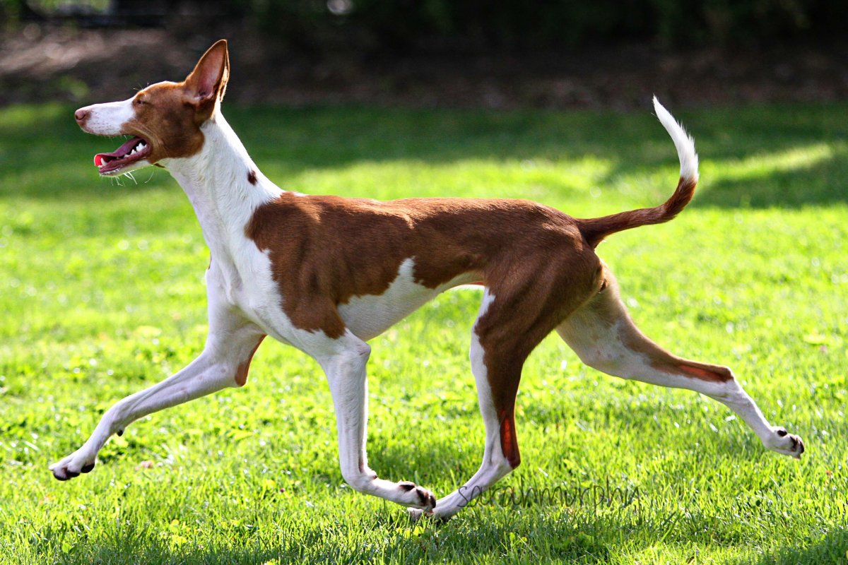 Ивисская собака фото с человеком