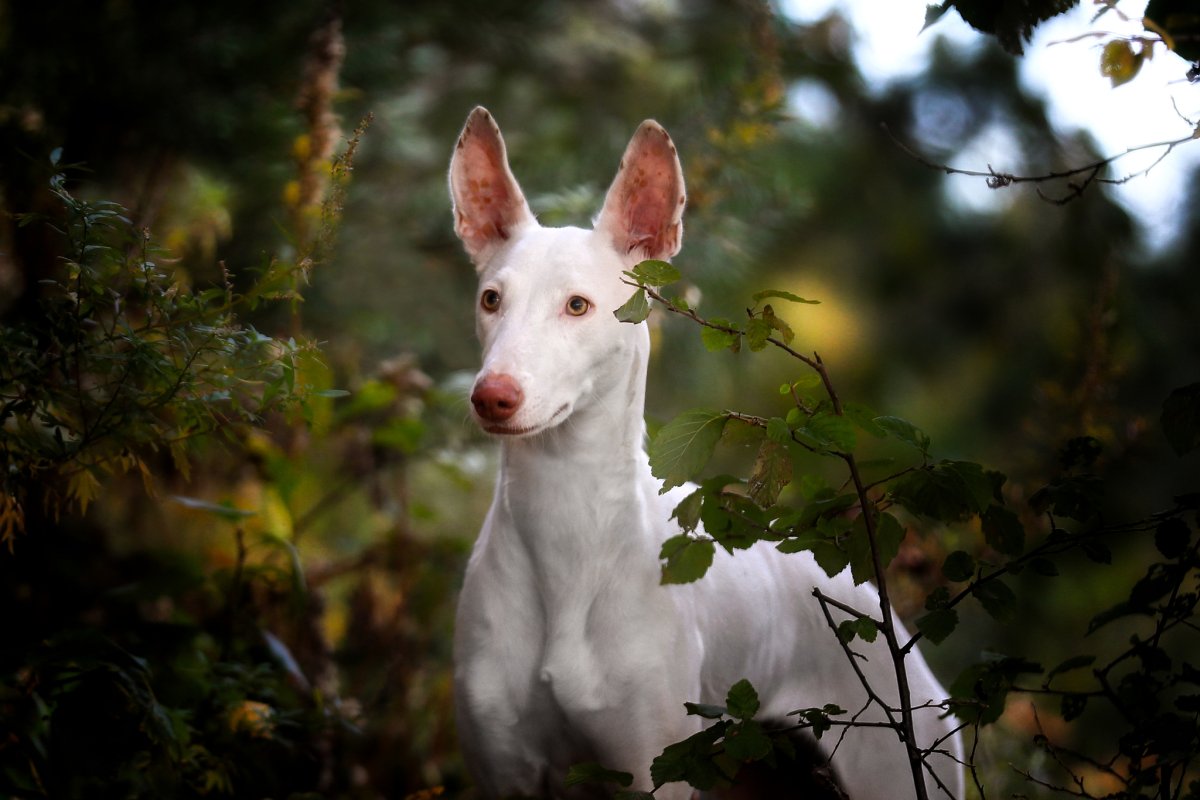 Гончая Поденко