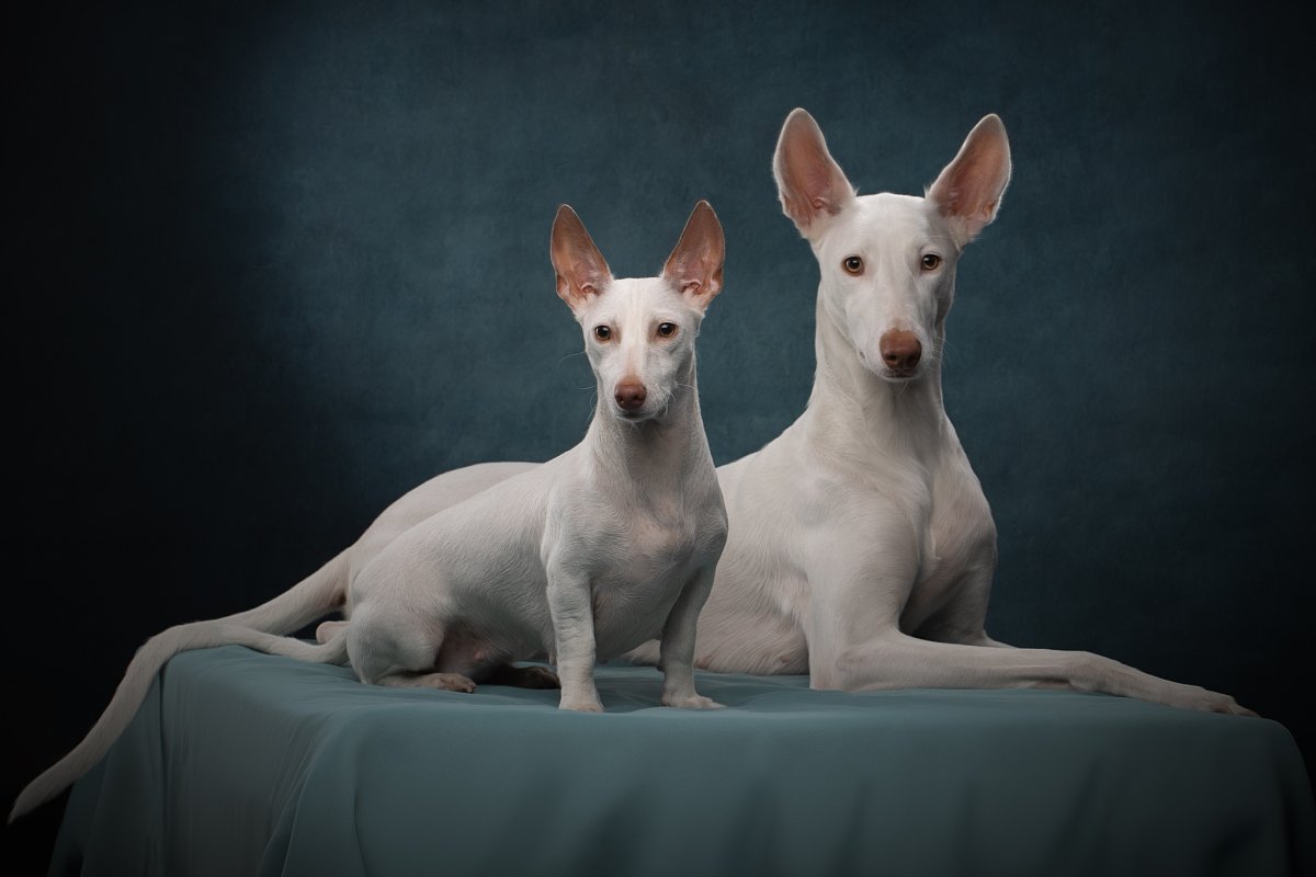 Поденко ибиценко порода