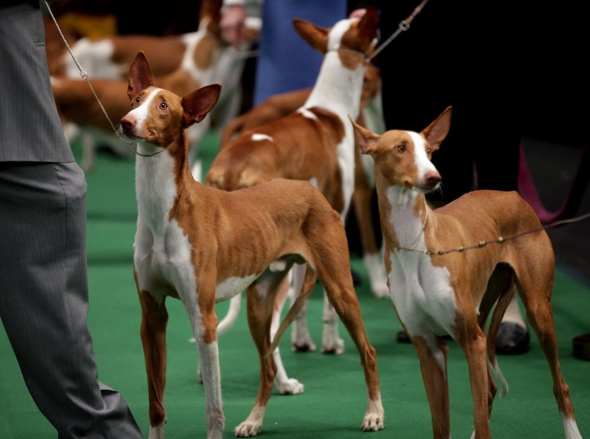 Поденко ибиценко белый