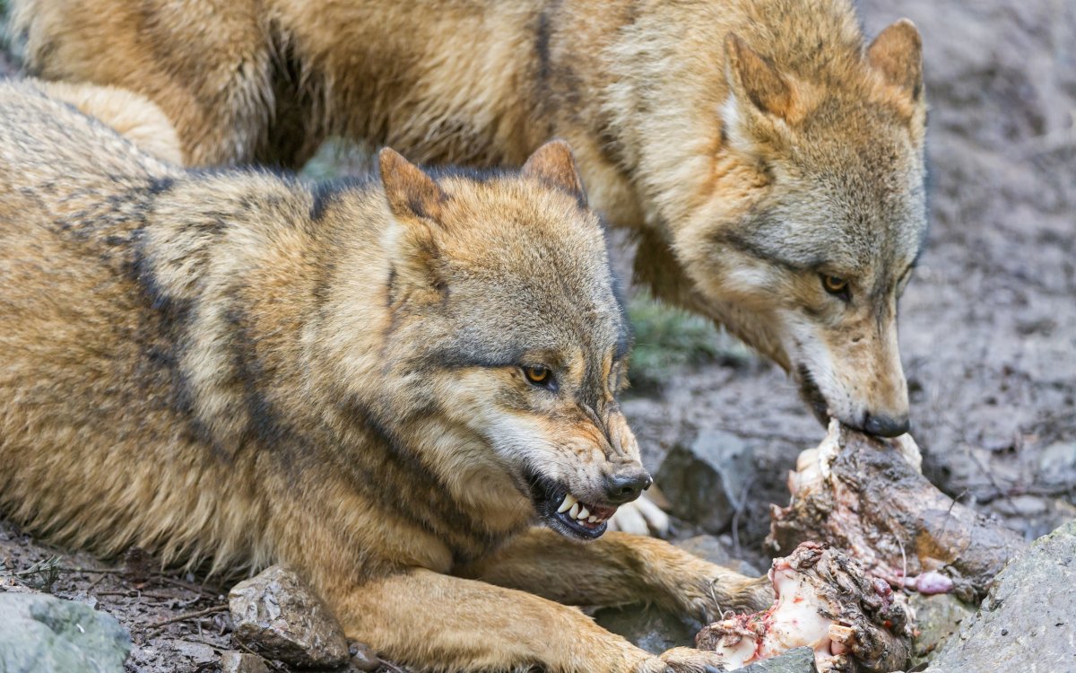 Горный волк