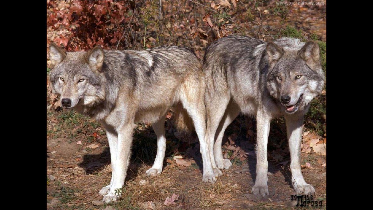 Картинки на рабочий стол волки