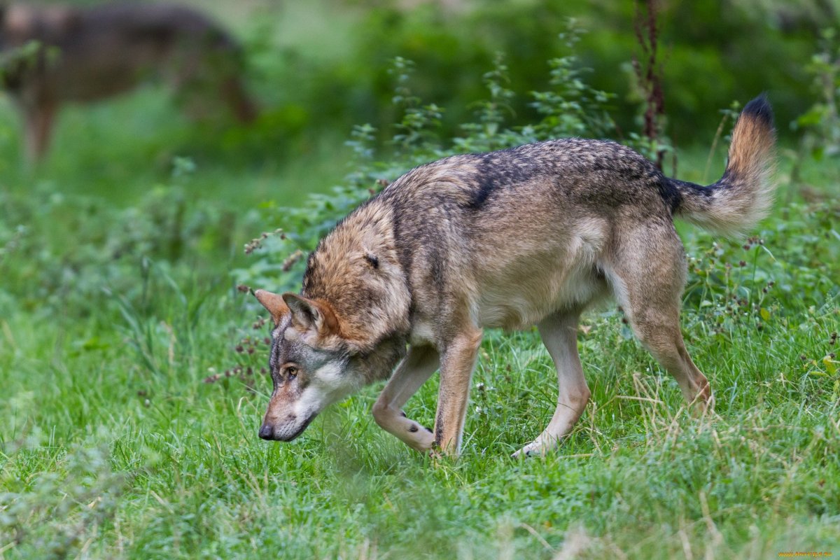 Шакалы красная Поляна