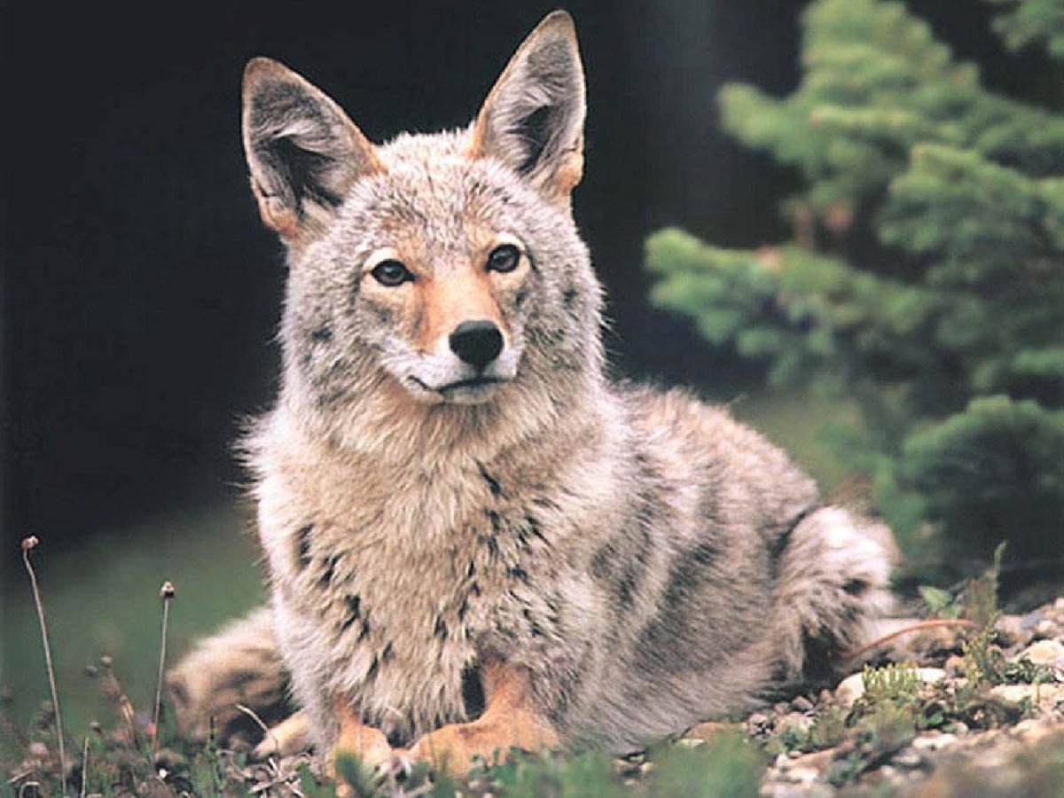 Койот в Турции