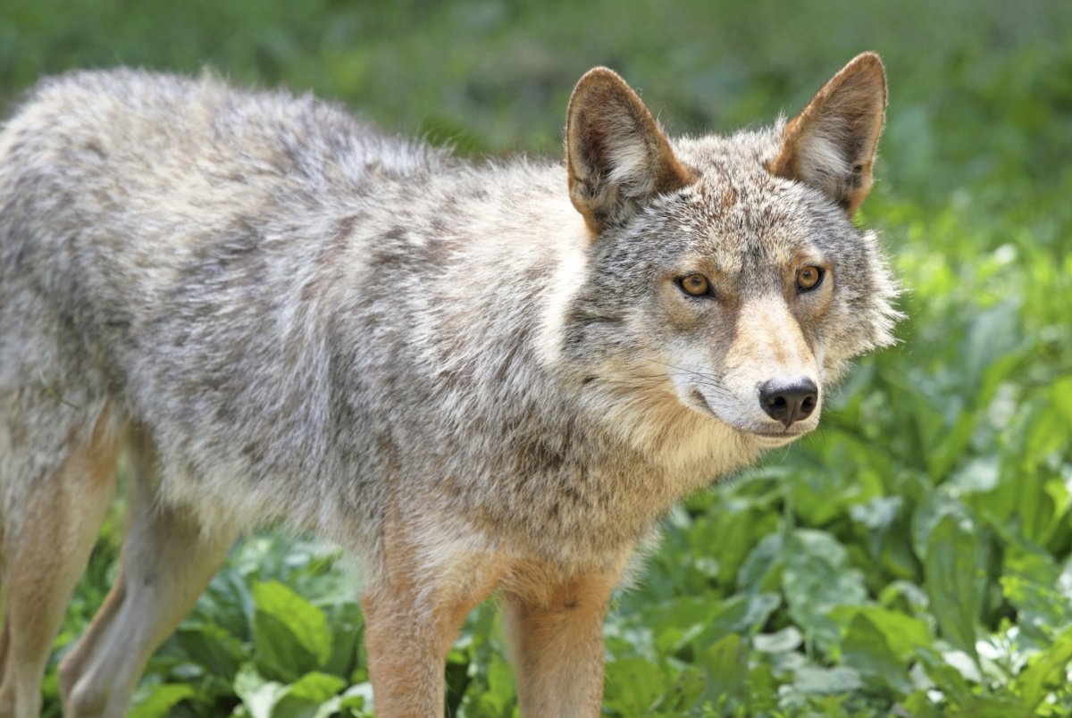 Канадский койот