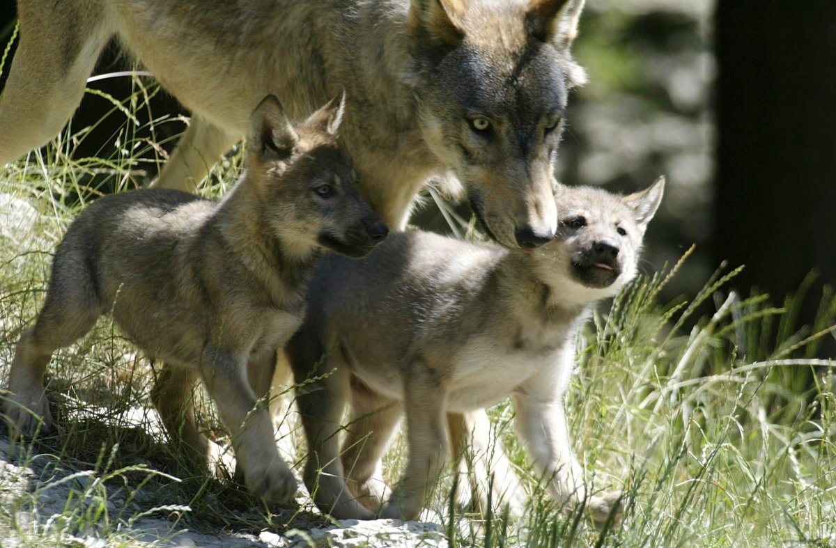 Погоня Волков