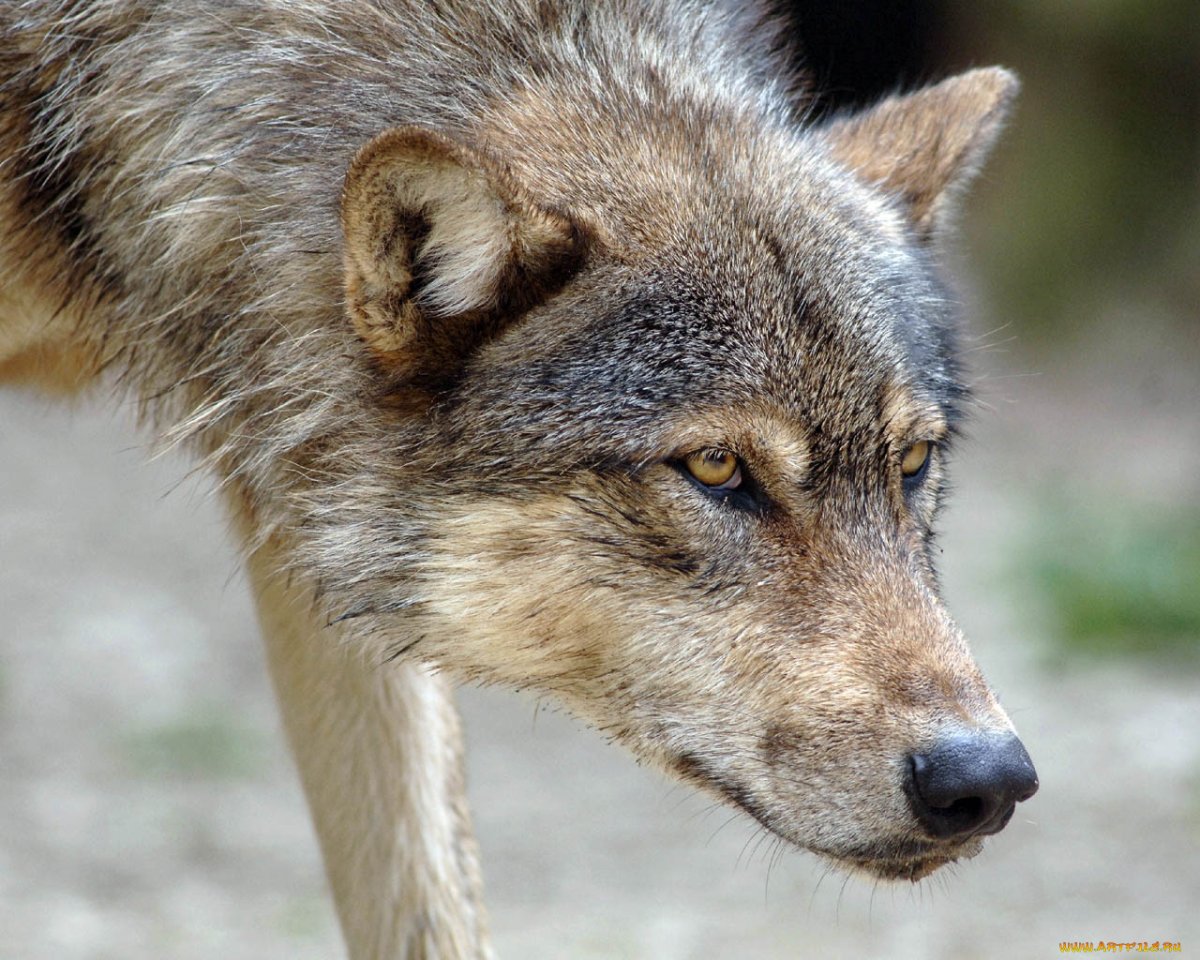 Волк койот и Шакал