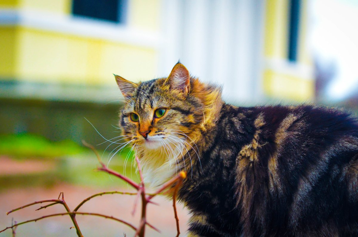 Красивый беспородный кот