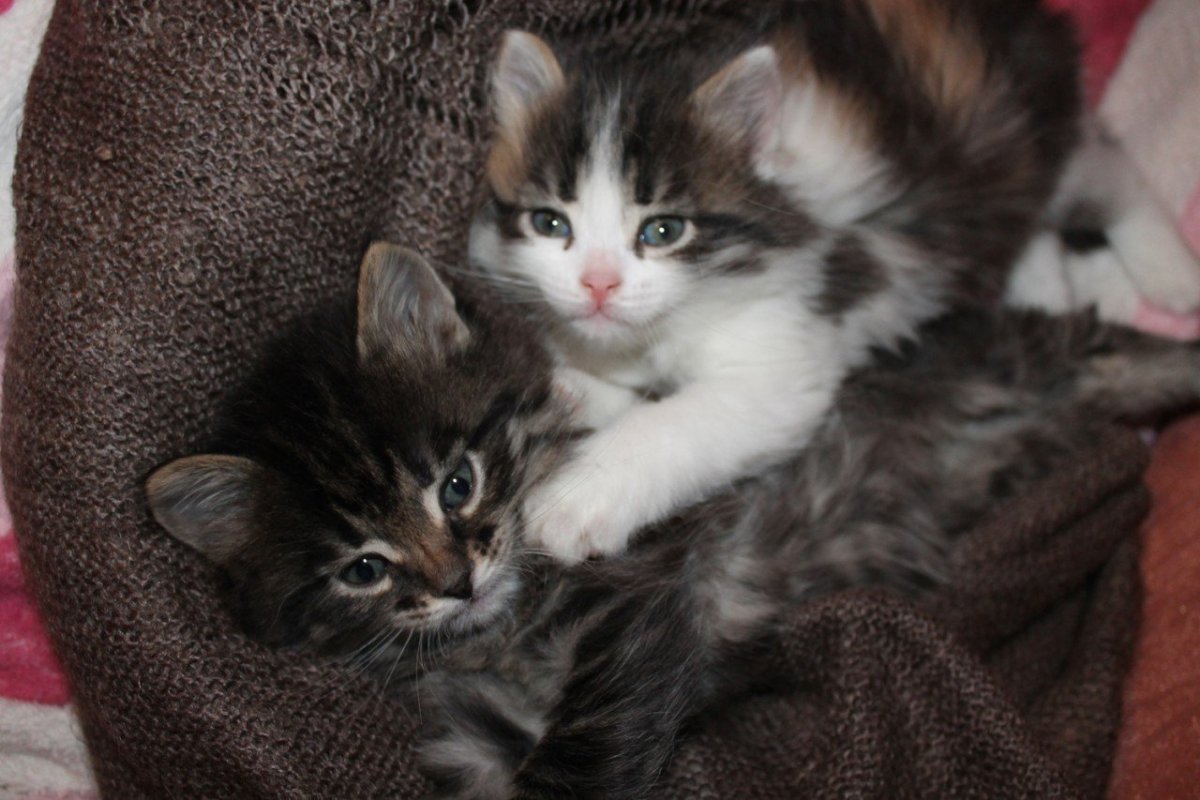 Котята дворняжки