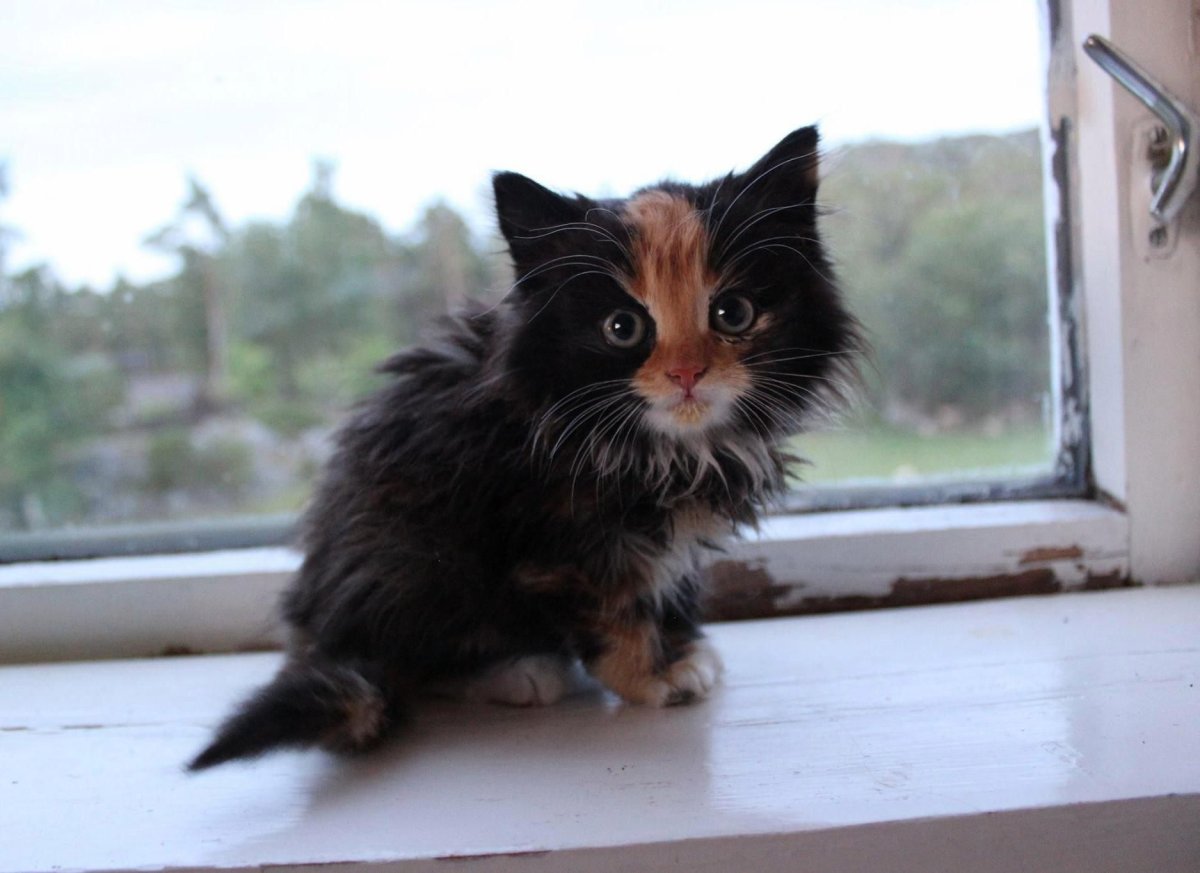 Котенок смешной окрас