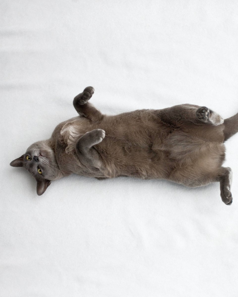 Кошка лежит на спине