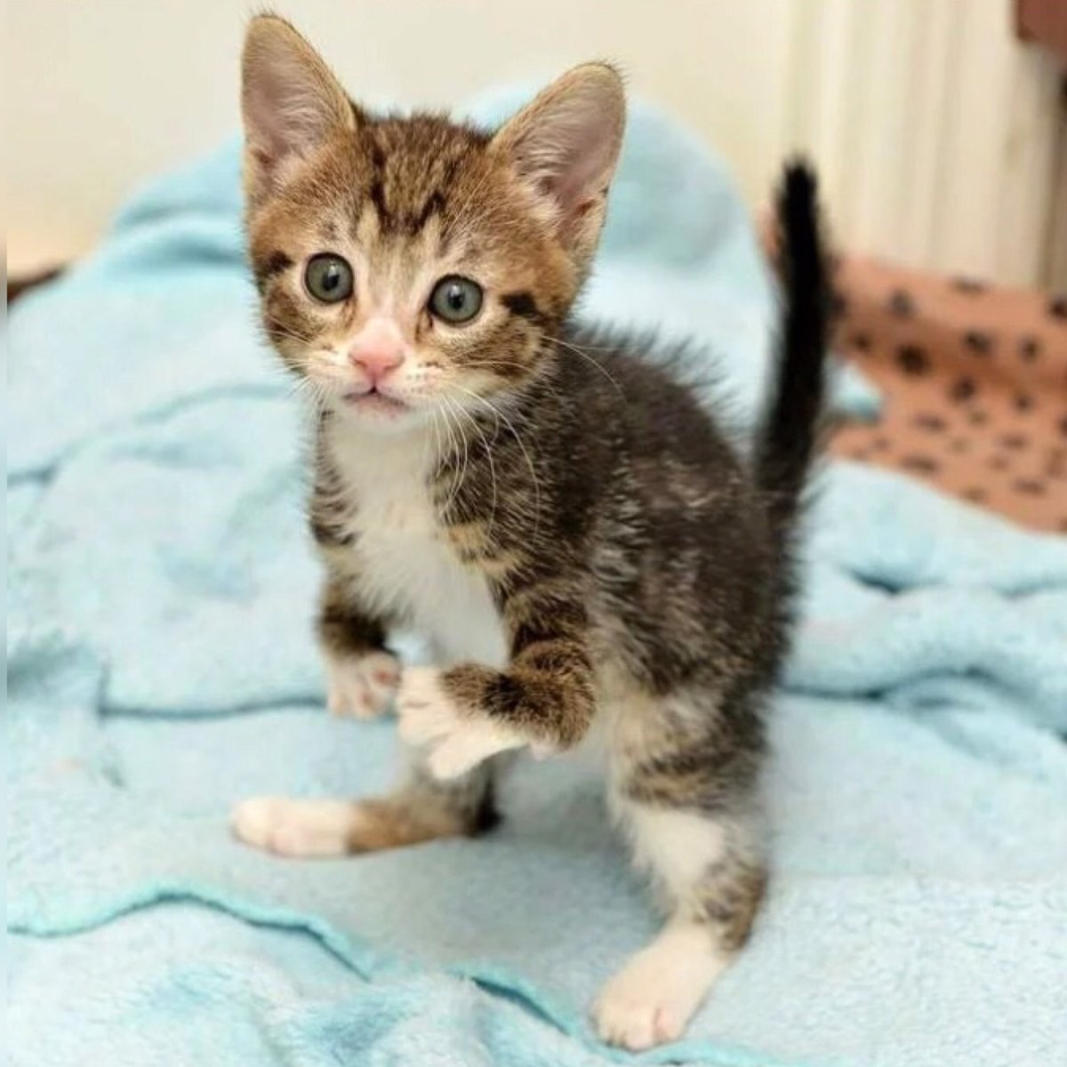 Кошки маленькие большие