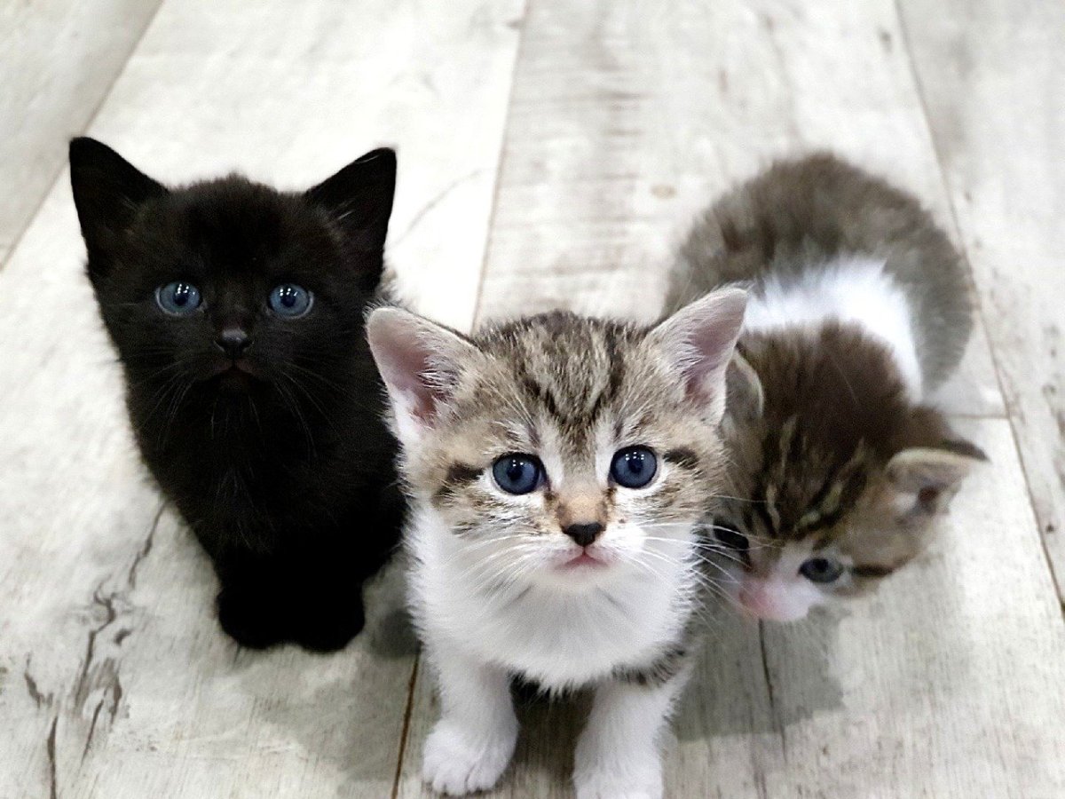 Беспородные котята