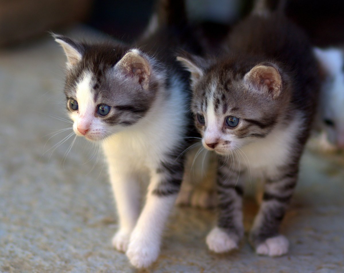Две маленькие кошечки