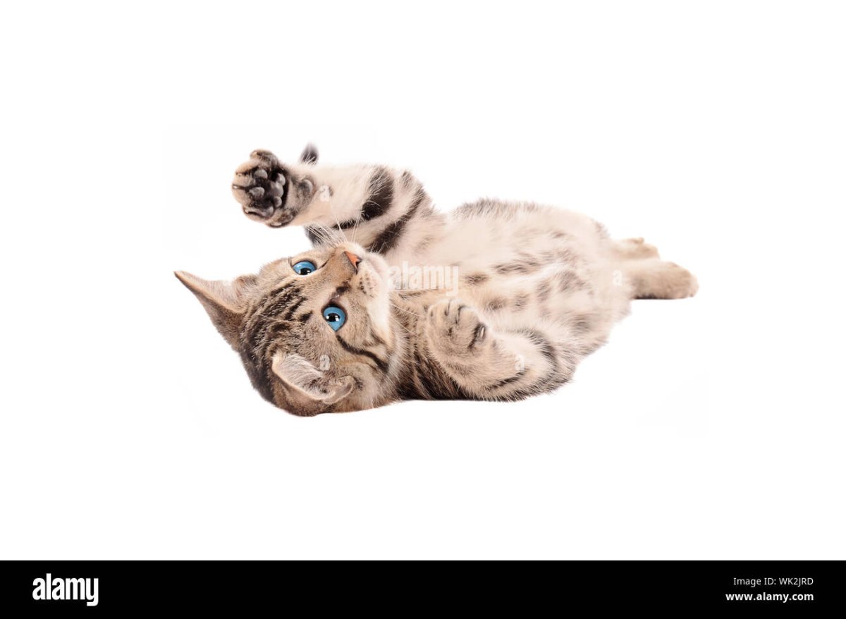 Забавные котята