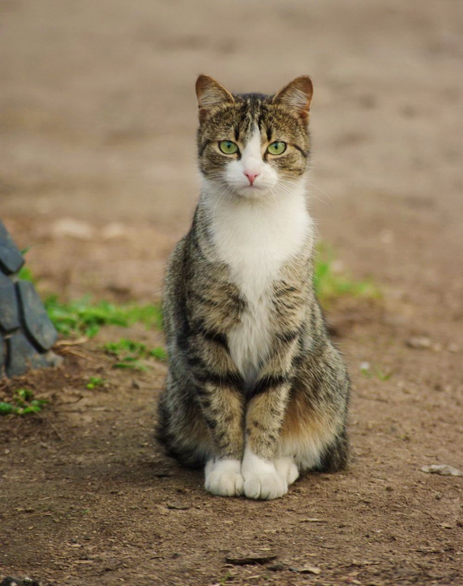 Кошка дворняжка беспородная