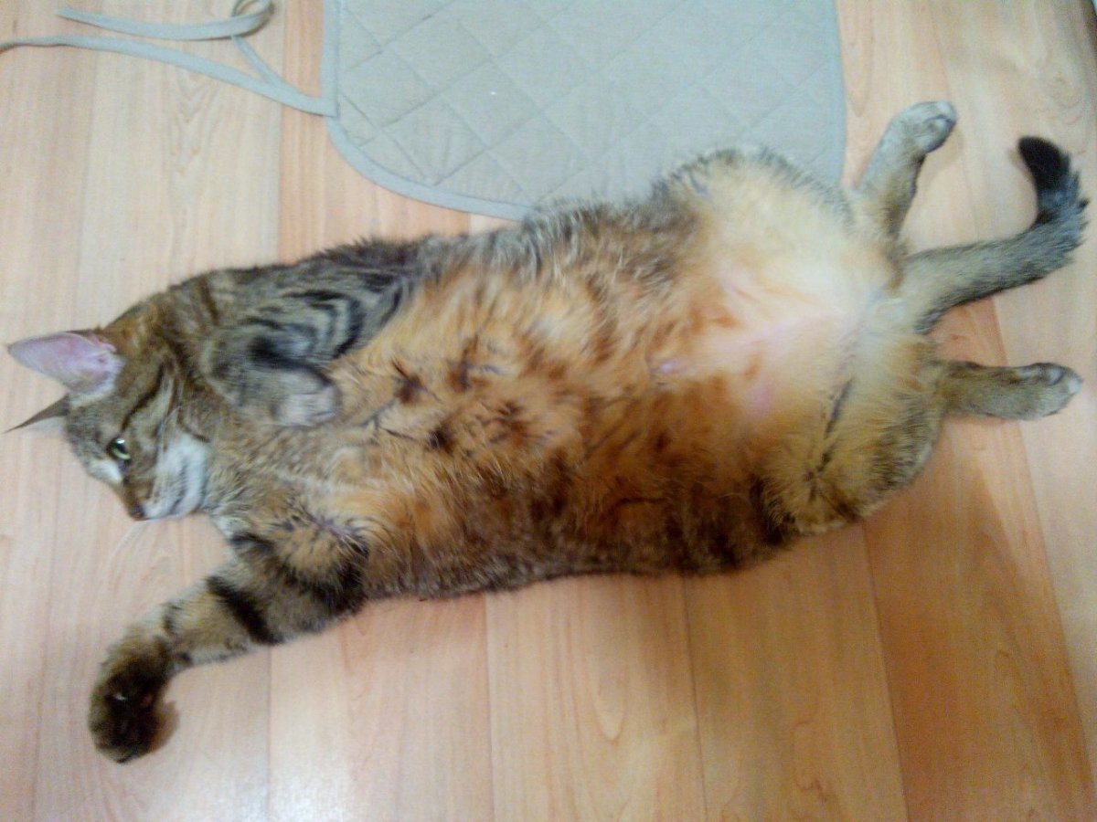 Котик лежит на спине