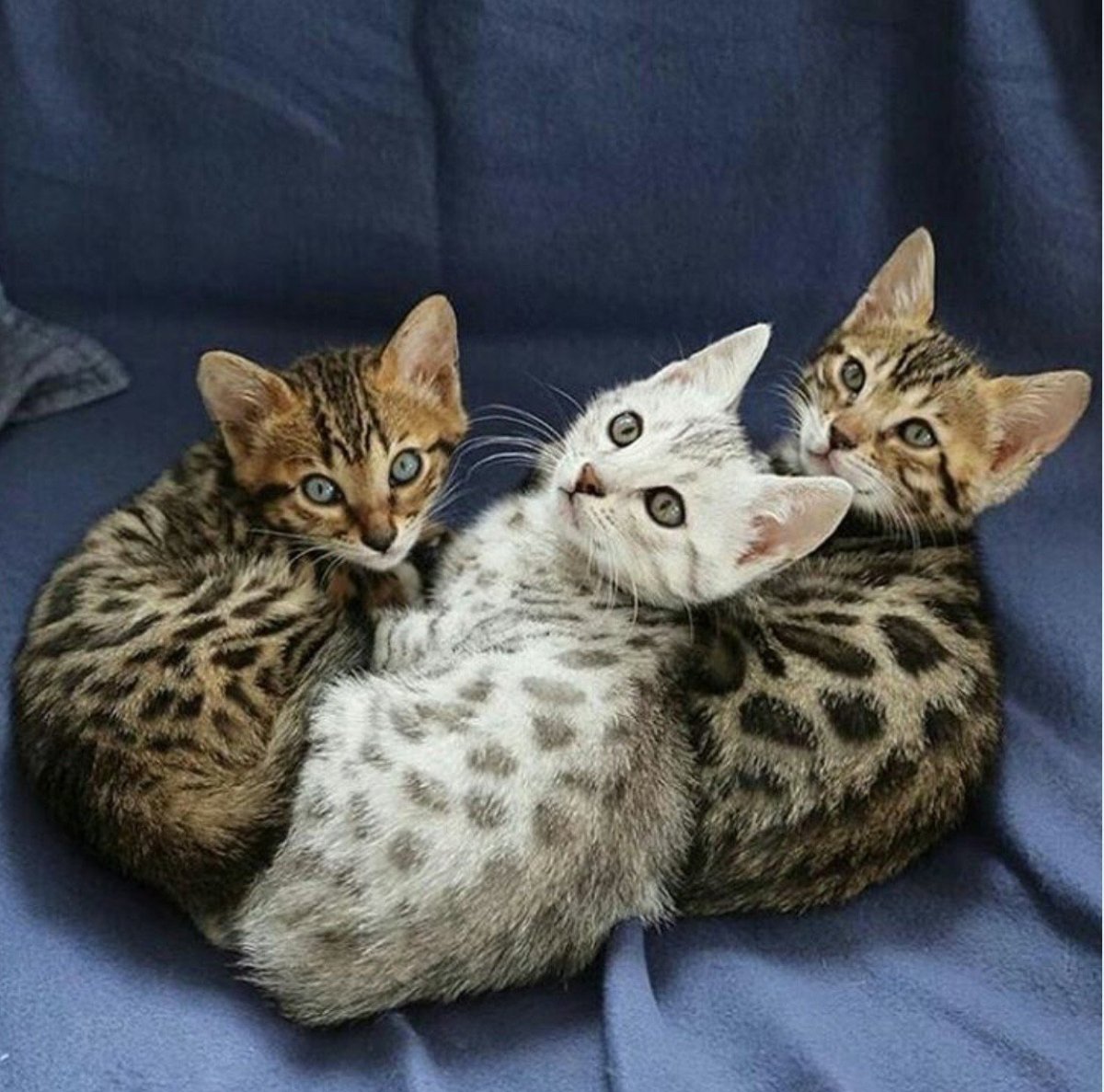 Бенгальская кошка