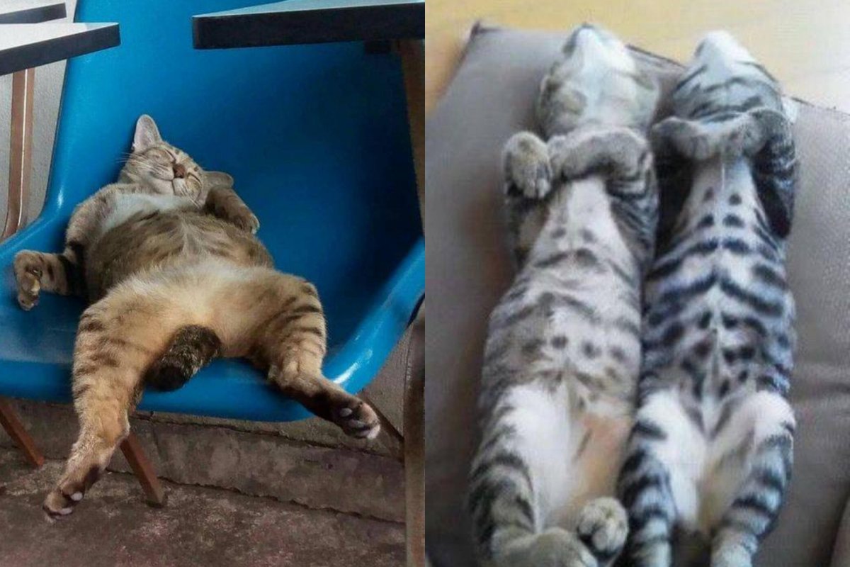 Кот спит на спине