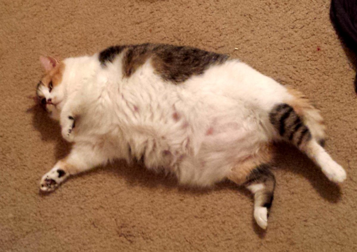 Девушка спит с котом