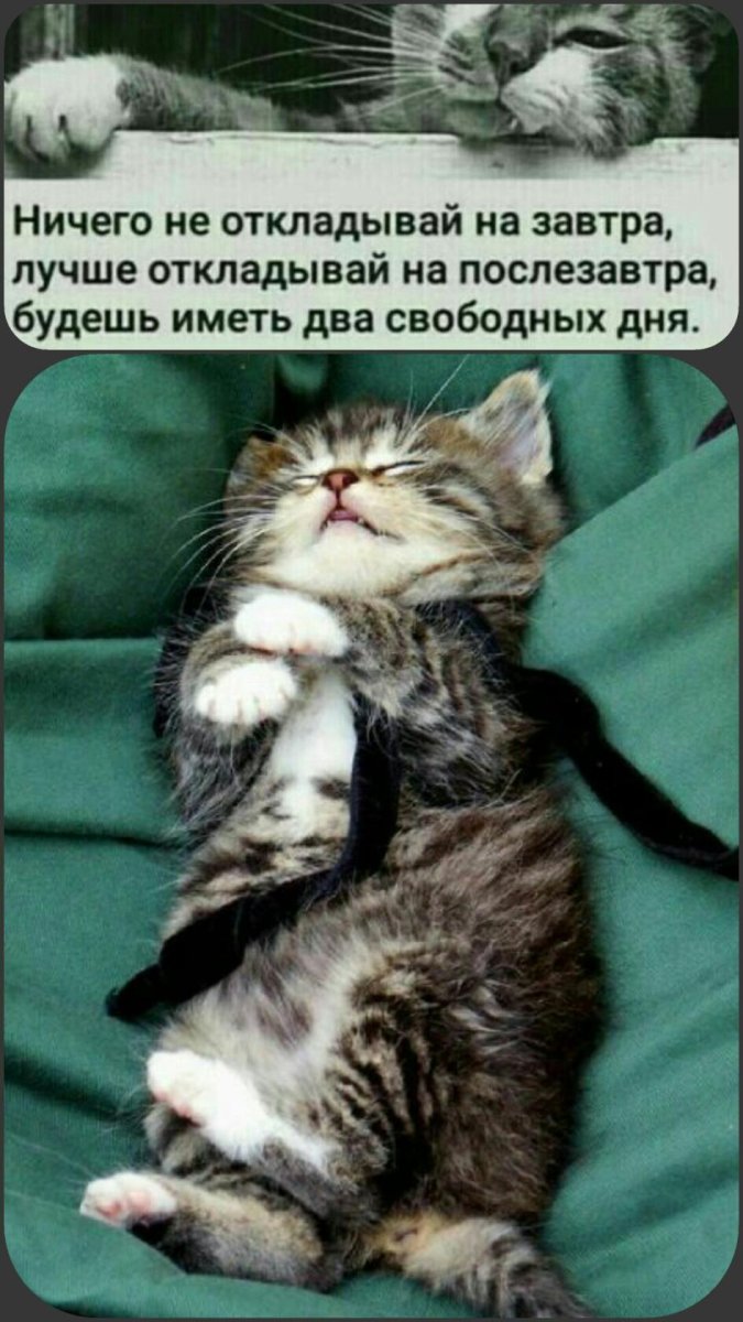 Кот сидит на голове