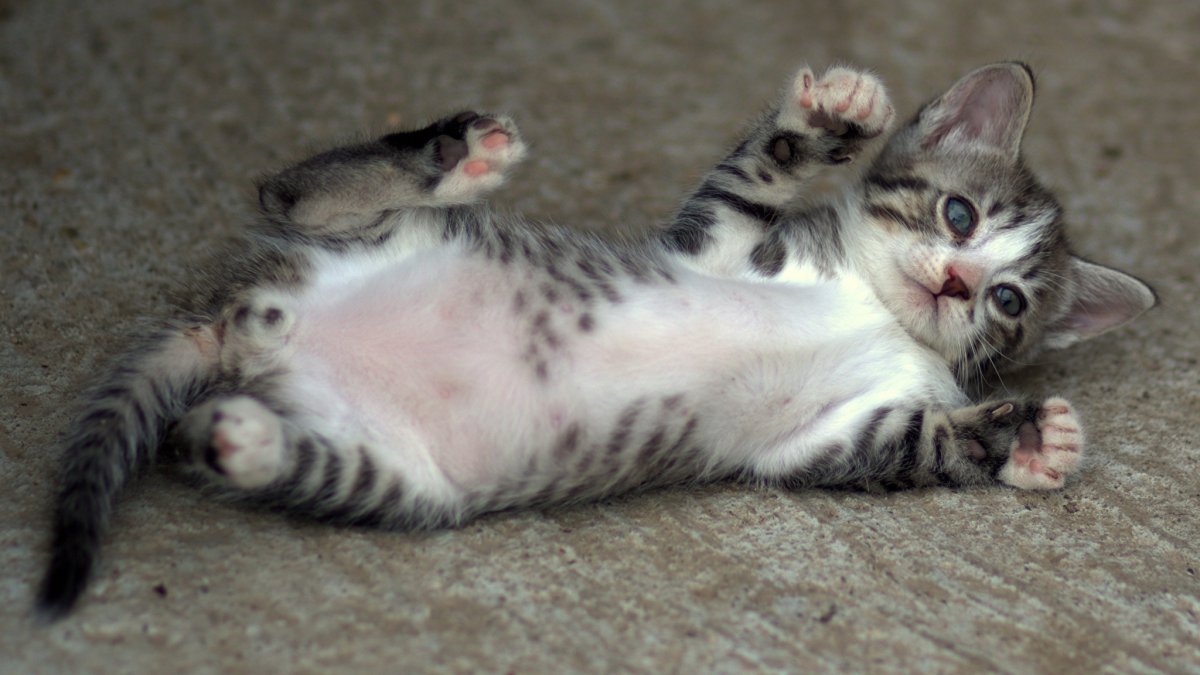 Расслабление животных