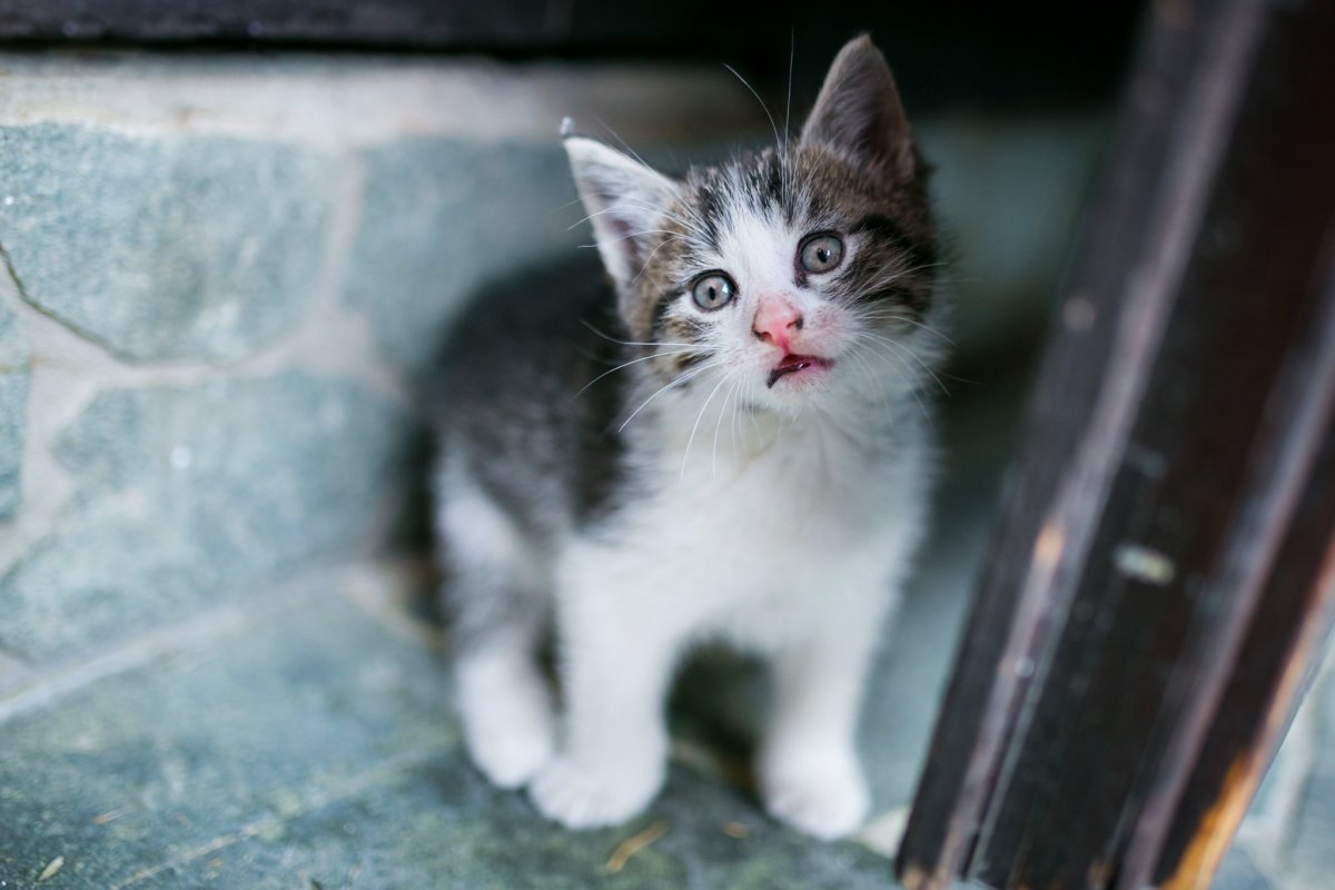 Беспородные котята