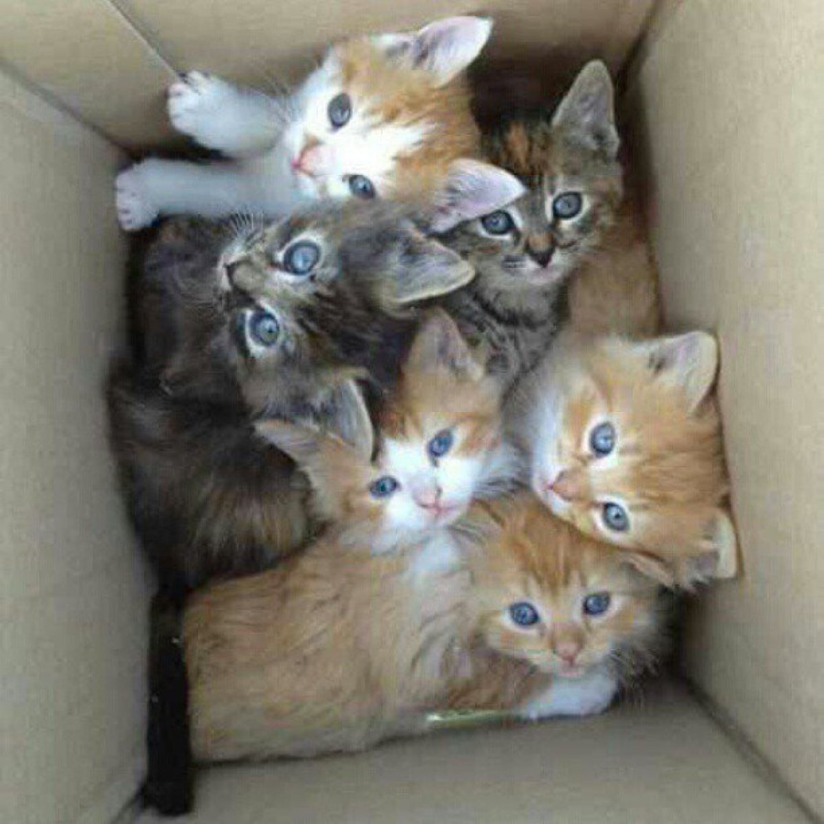 Много котят фото