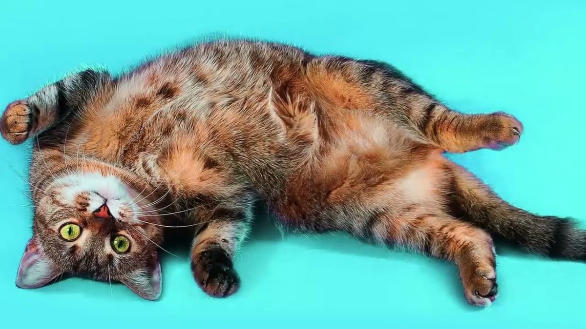 Бенгальский кот