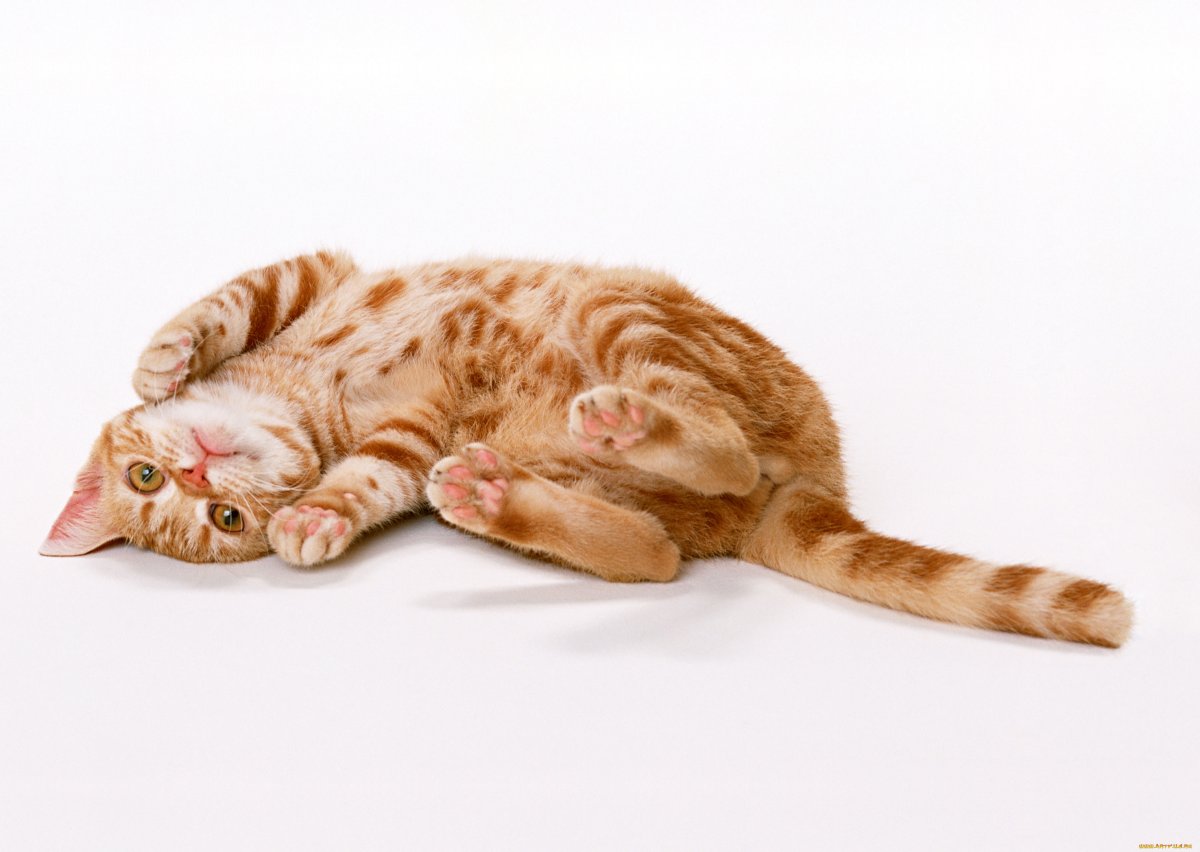 Котенок лежит на спине