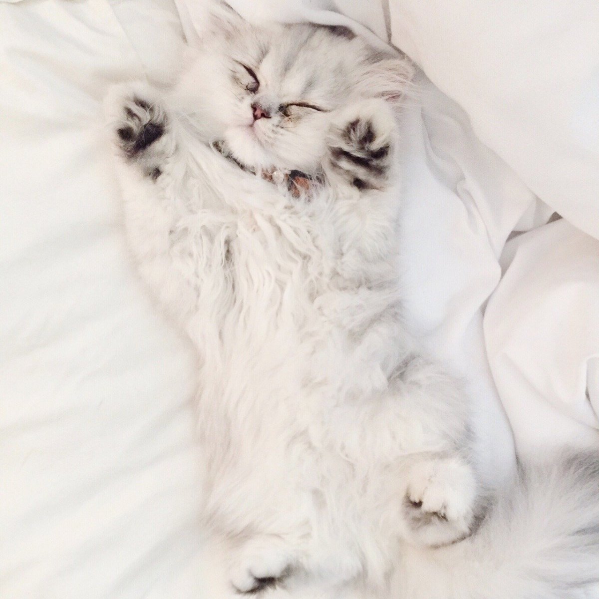 Котенок спит