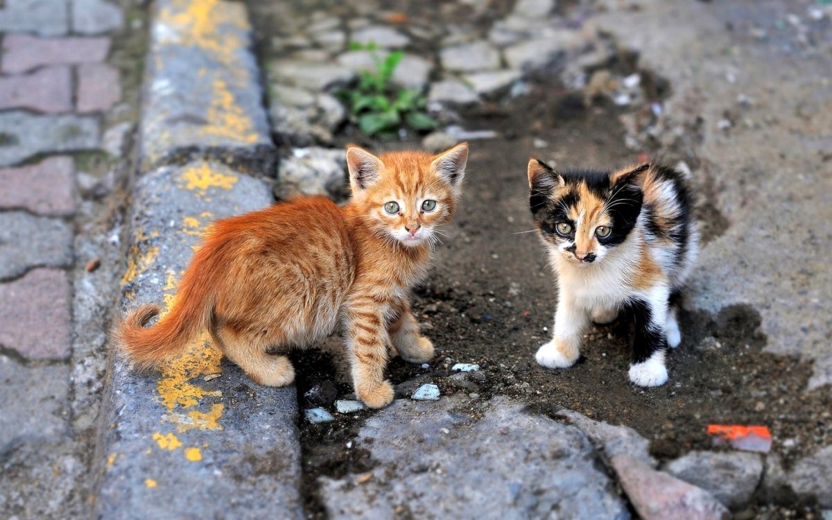 Бездомные кошки