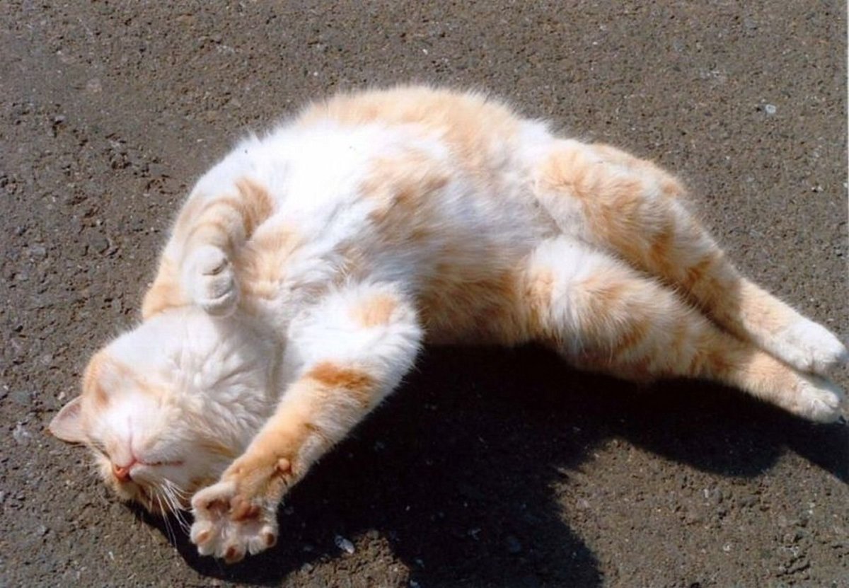 Кот валяется на боку