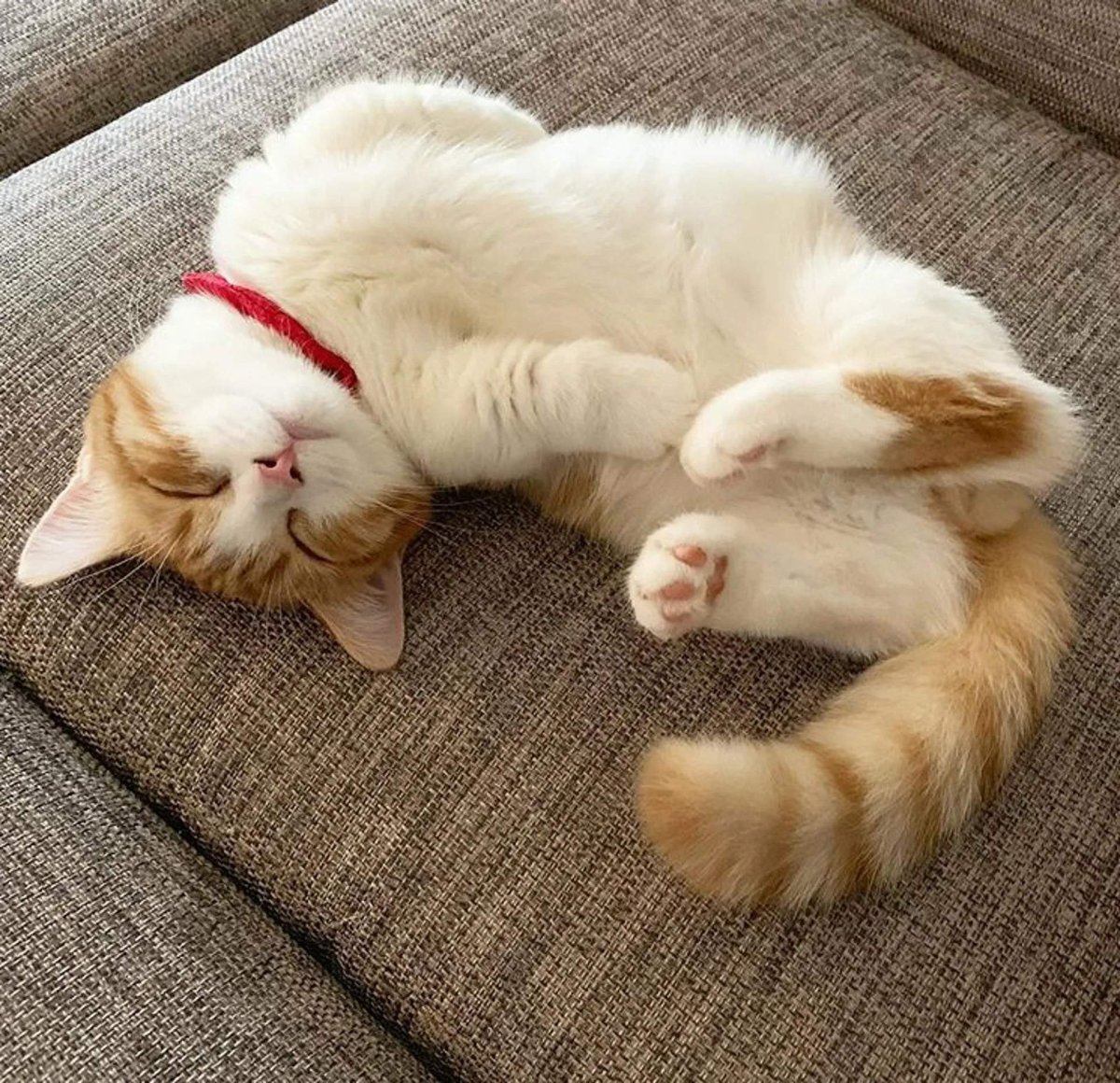 Мультяшные коты лежащие