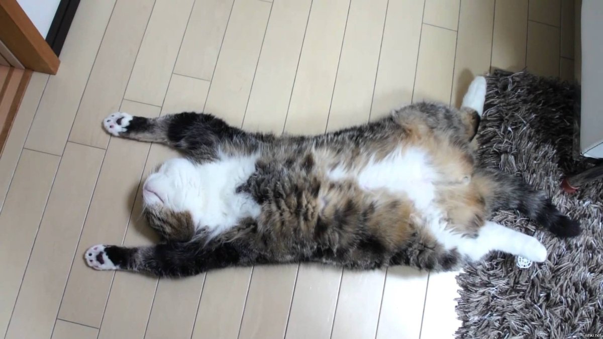Котик лежит на спине