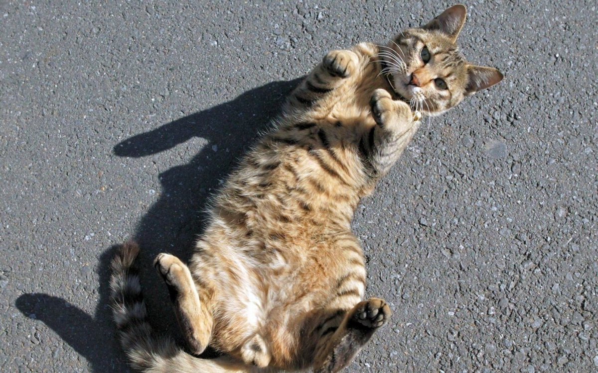 Кошка валяется