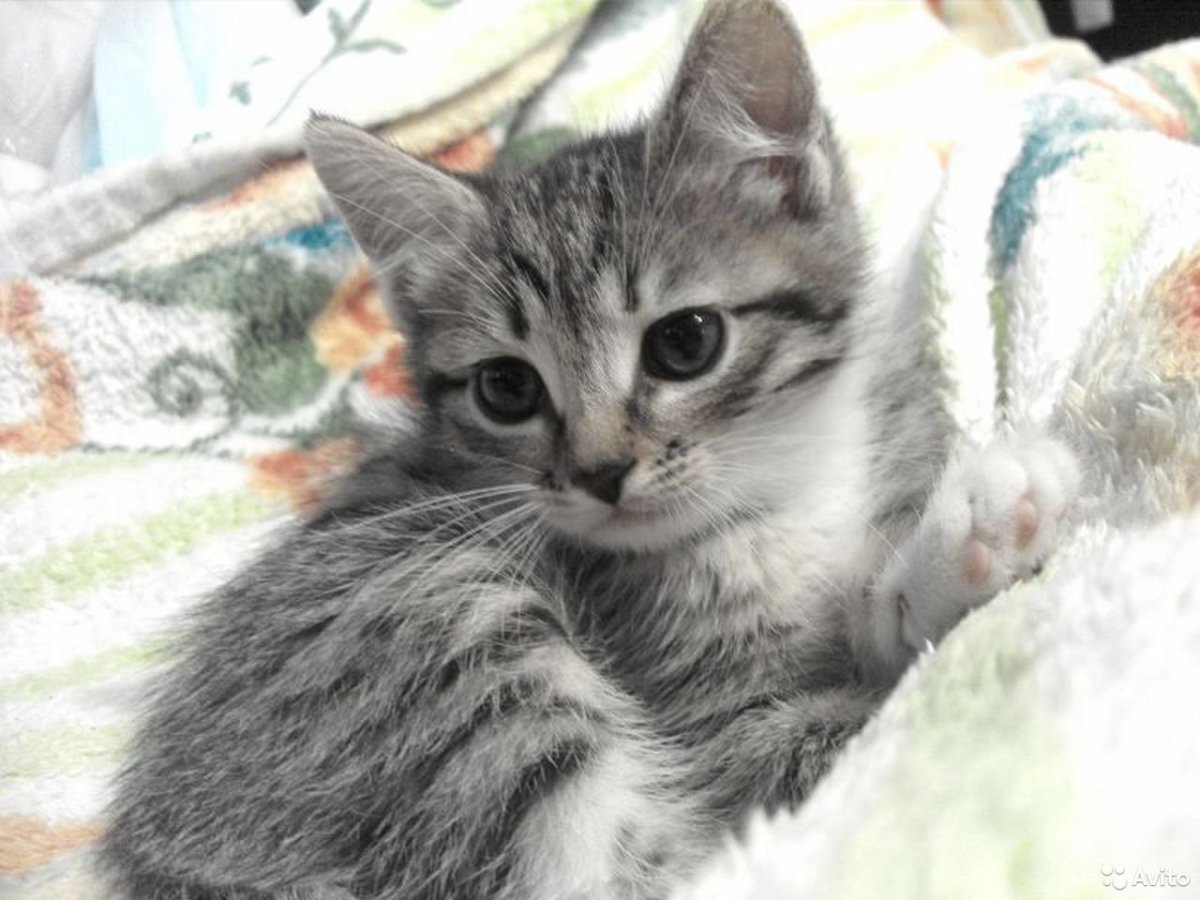 Котенок серо полосатый