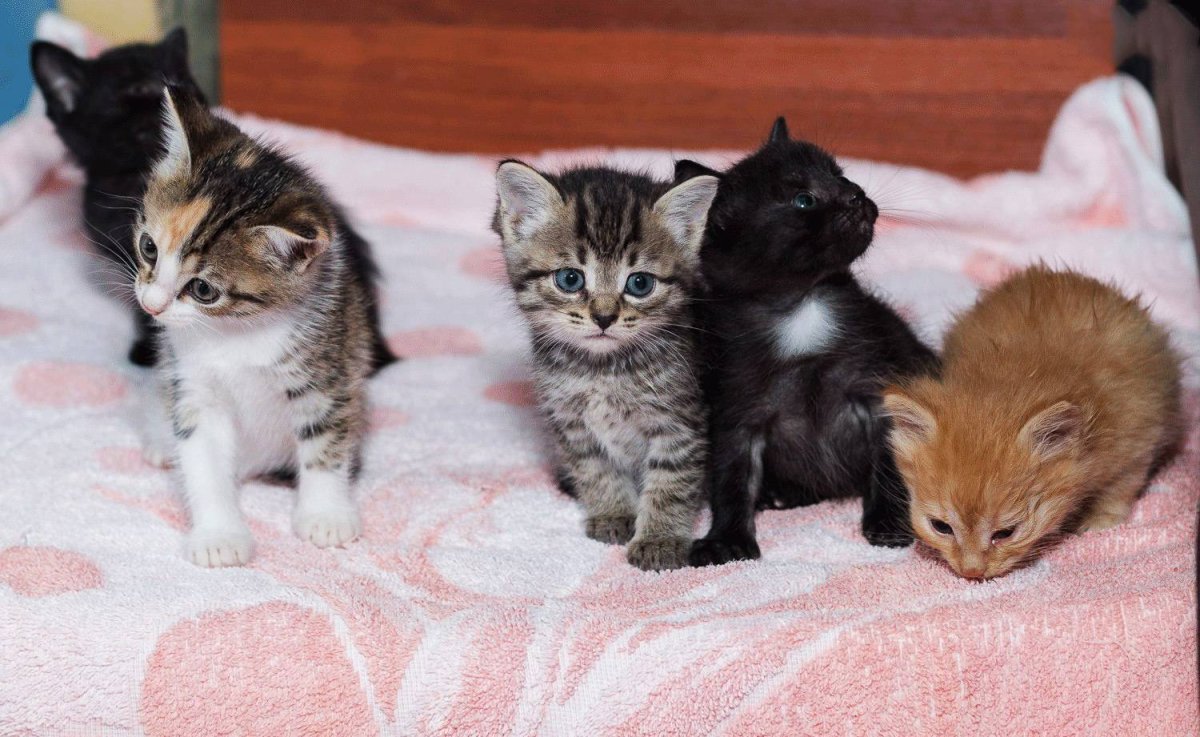 Беспородные котята