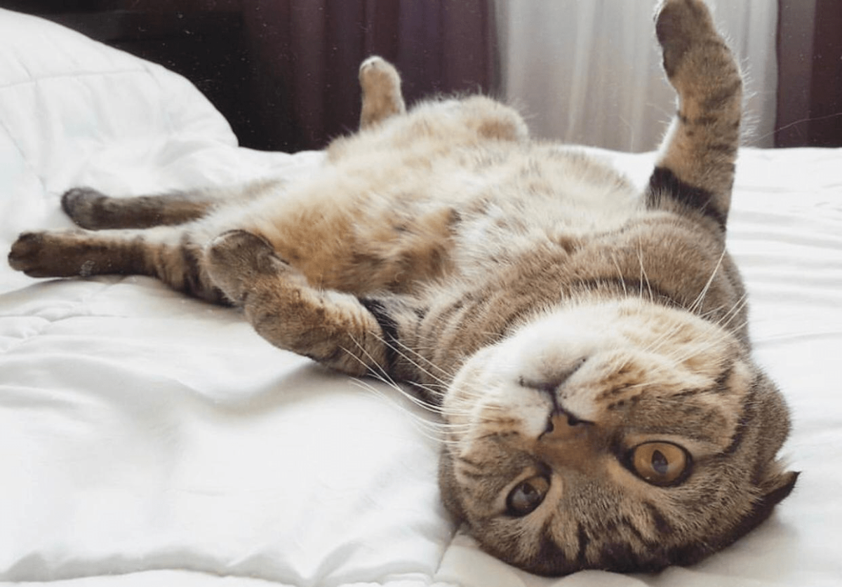 Кот валяется на спине на прозрачном фоне