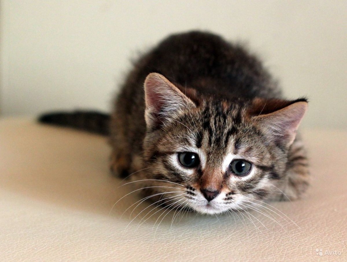 Беспородистые кошки