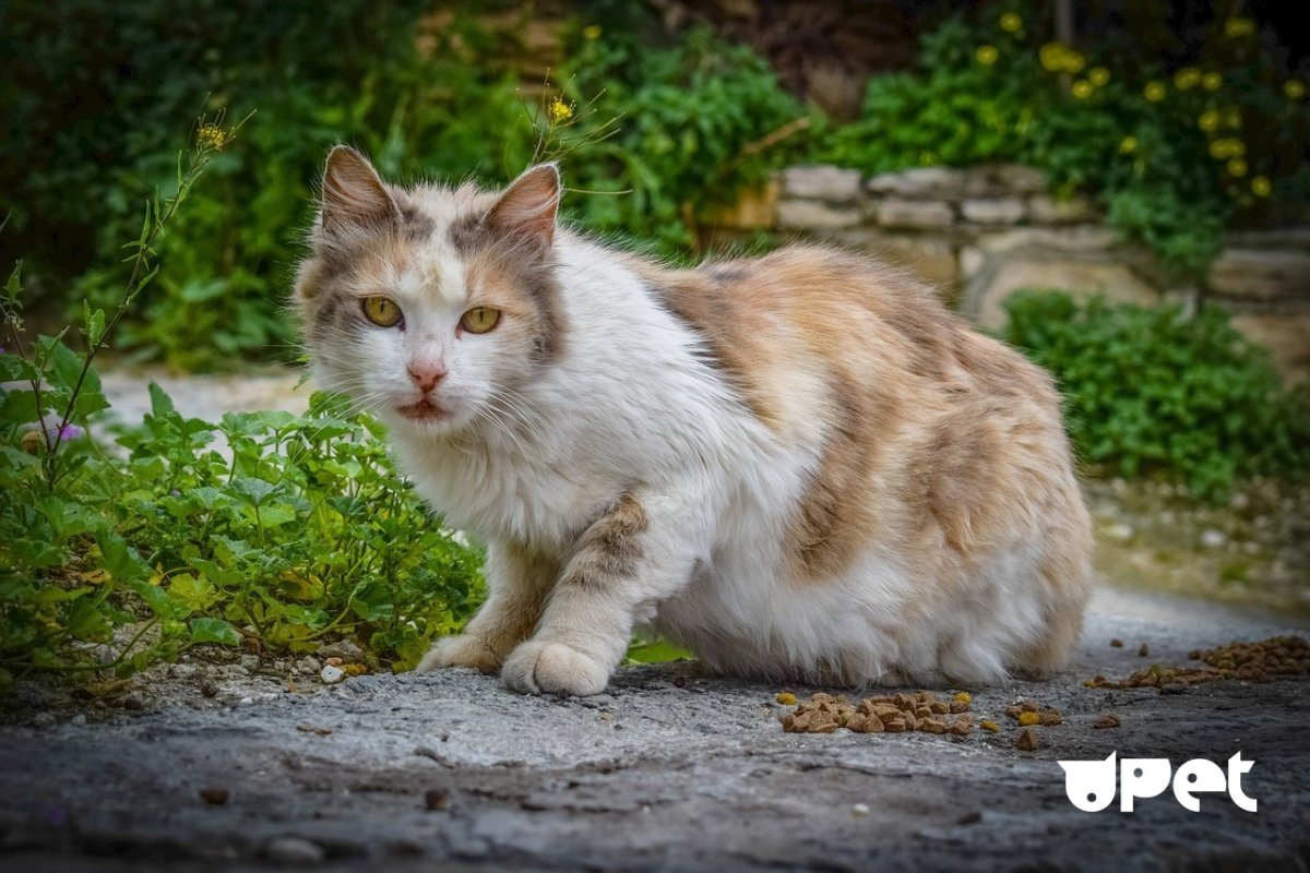 Красивые беспородные кошки