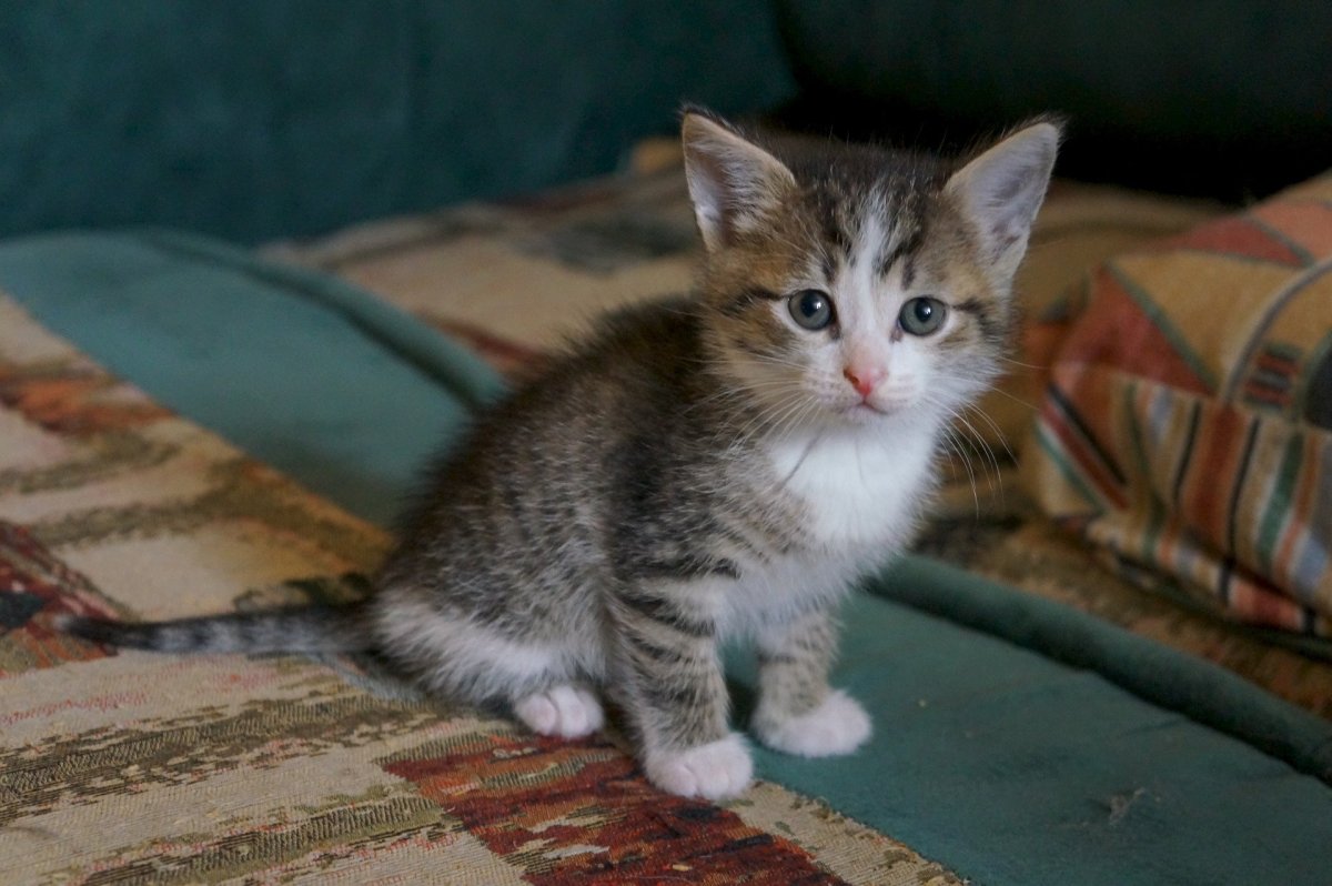 Беспородные кошки табби