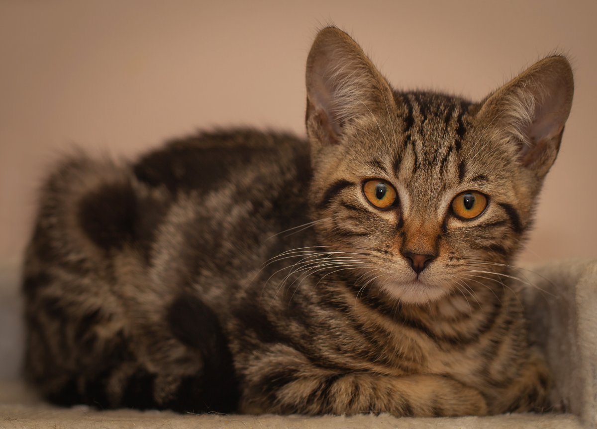 Полосатый кот беспородный