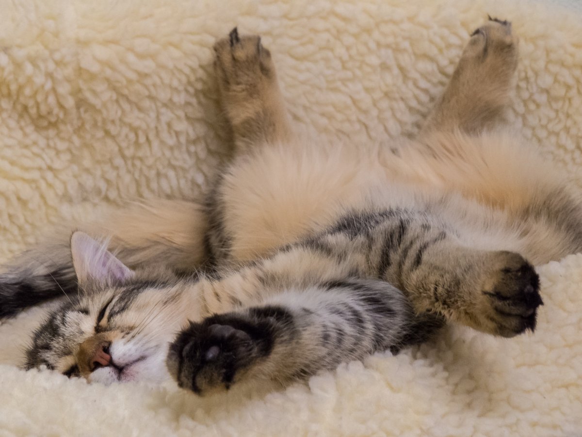 Кот лежит на спине