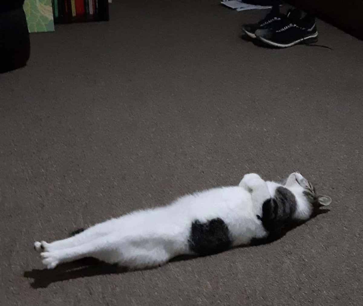 Кот Лежебока