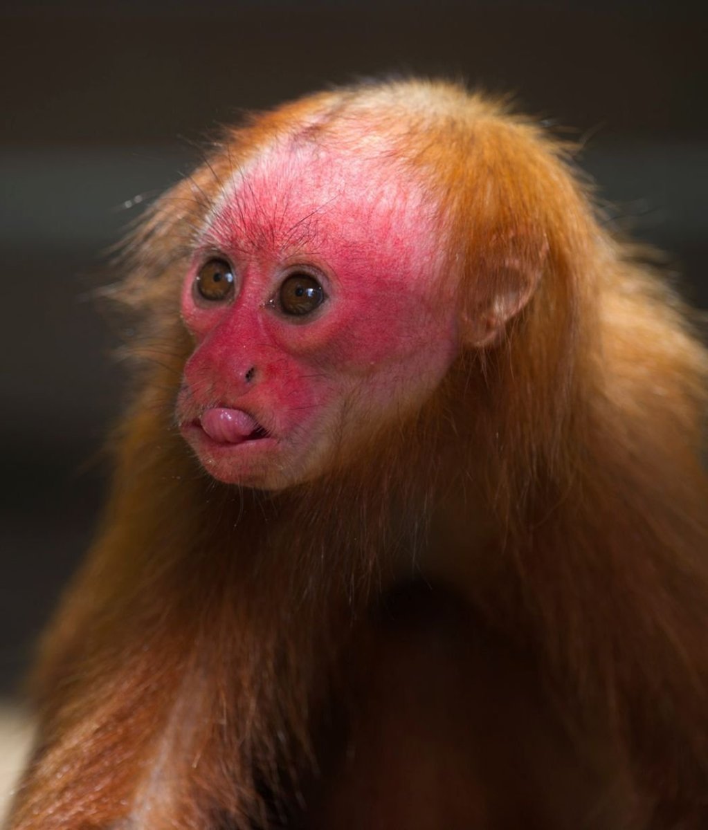 Бабуин носач