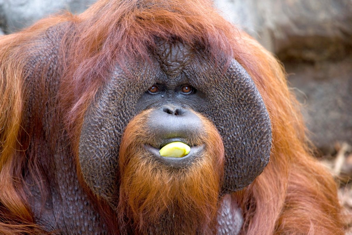 Горилла улыбается