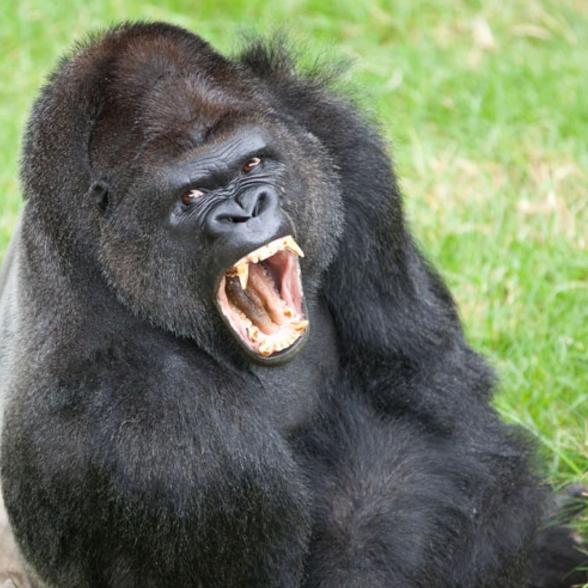 Обезьяна улыбается