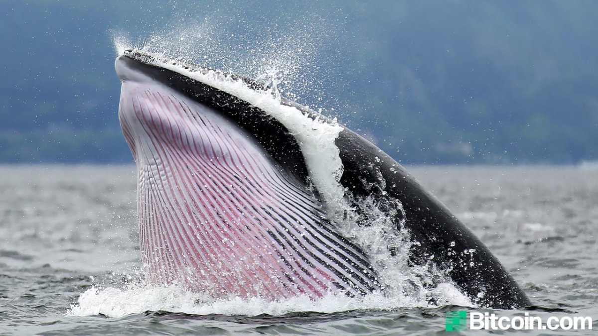 Полосатик Северный Ледовитый океан