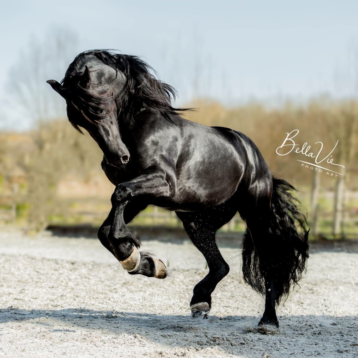 Порода Буцефала коня Александра